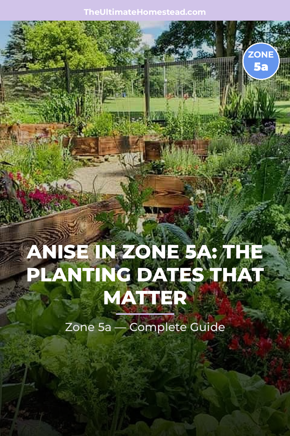 When to Plant Anise in Zone 5a