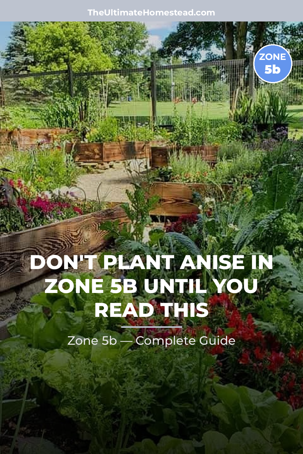 When to Plant Anise in Zone 5b