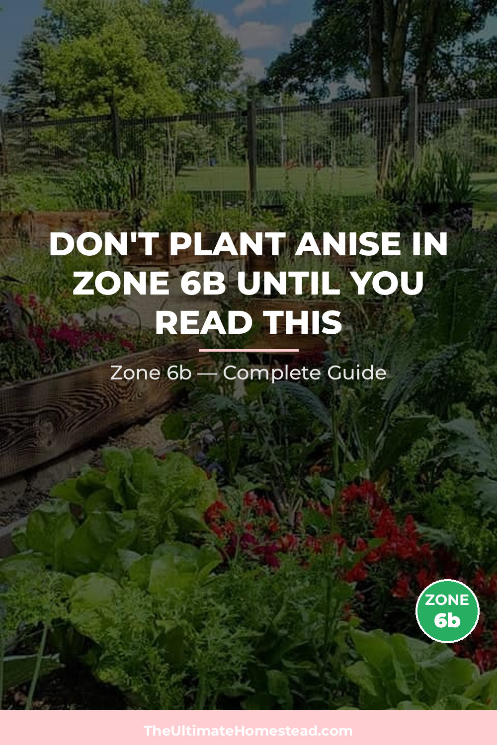 When to Plant Anise in Zone 6b