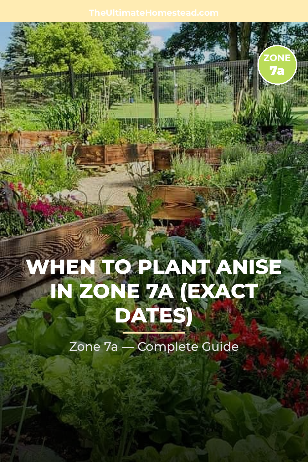 When to Plant Anise in Zone 7a