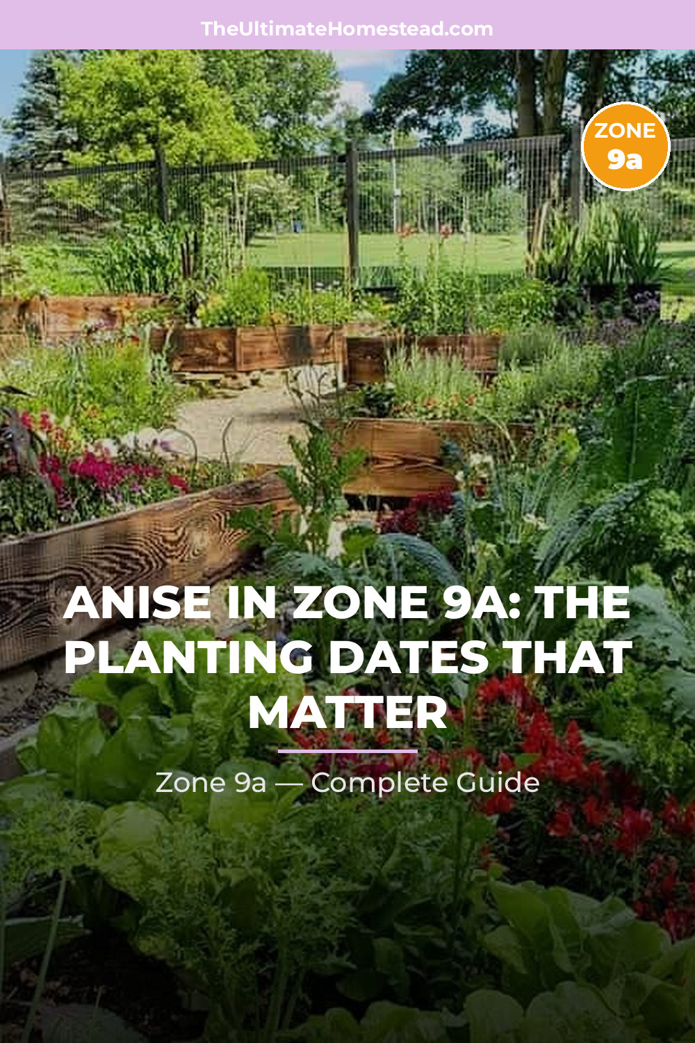 When to Plant Anise in Zone 9a