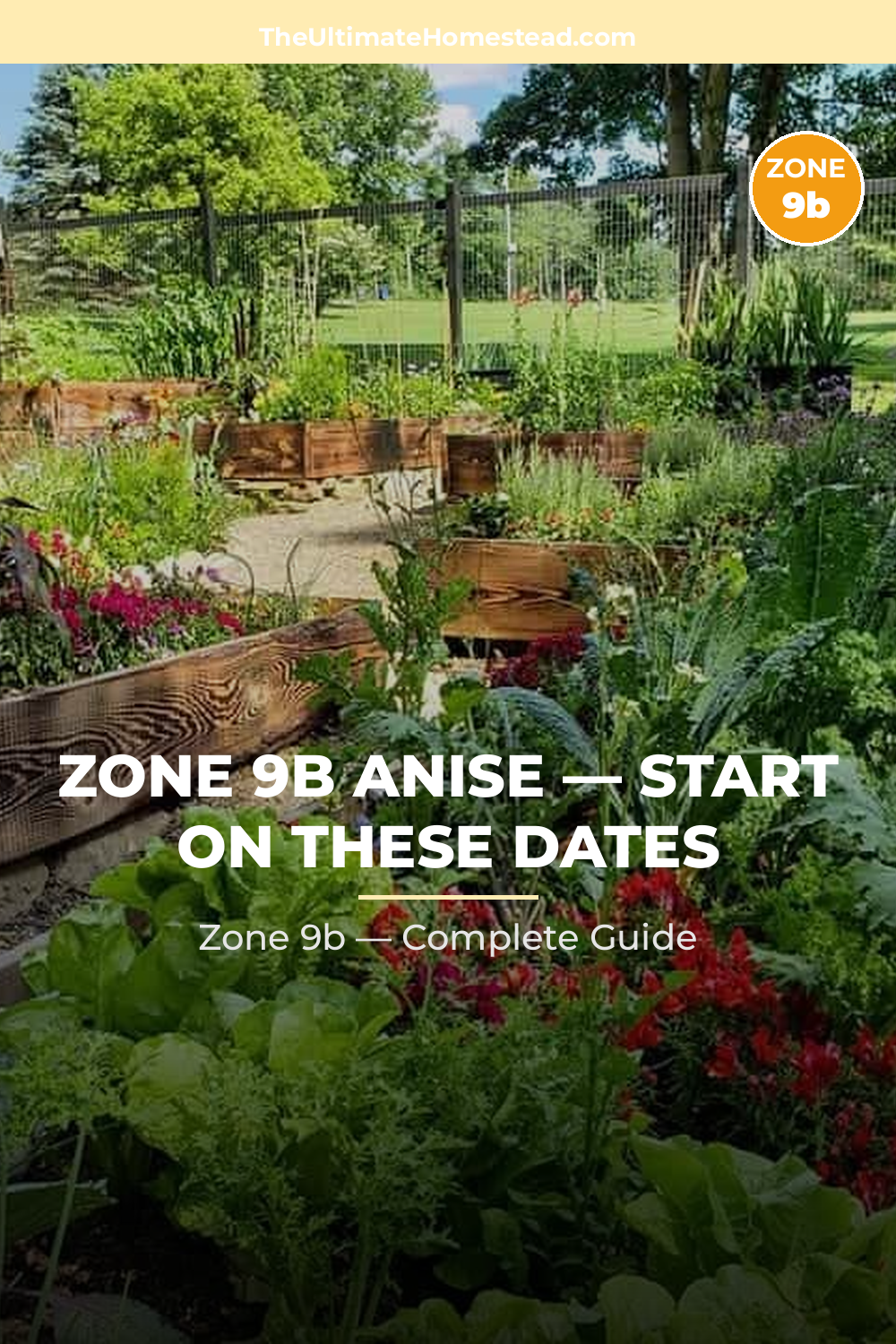 When to Plant Anise in Zone 9b