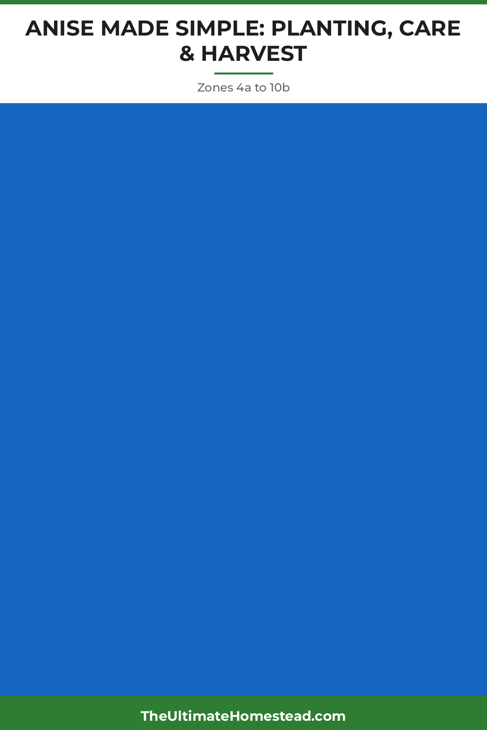 Anise Planting Guide