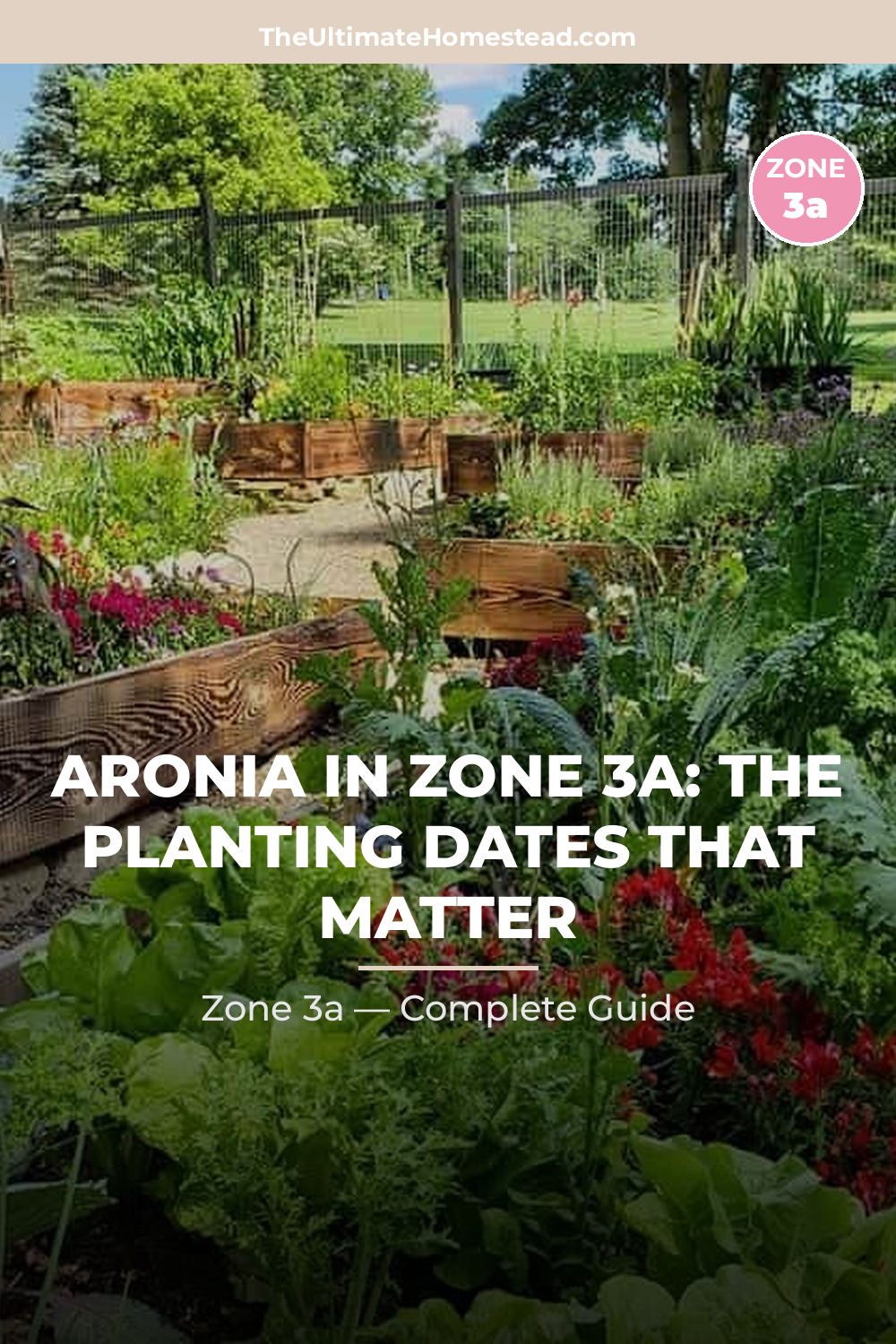 When to Plant Aronia in Zone 3a