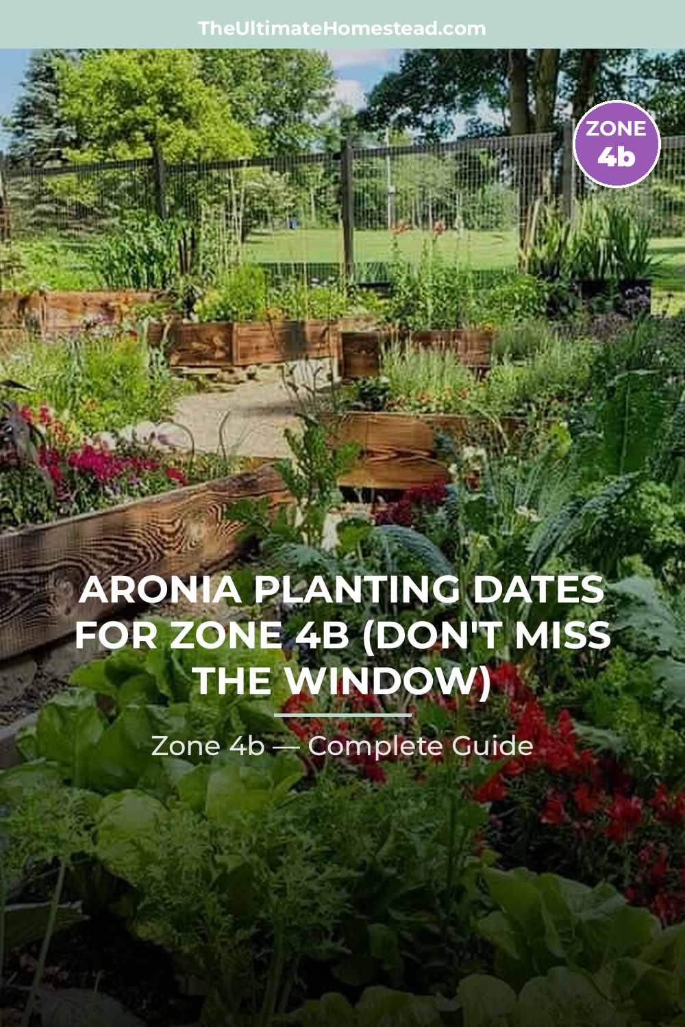 When to Plant Aronia in Zone 4b