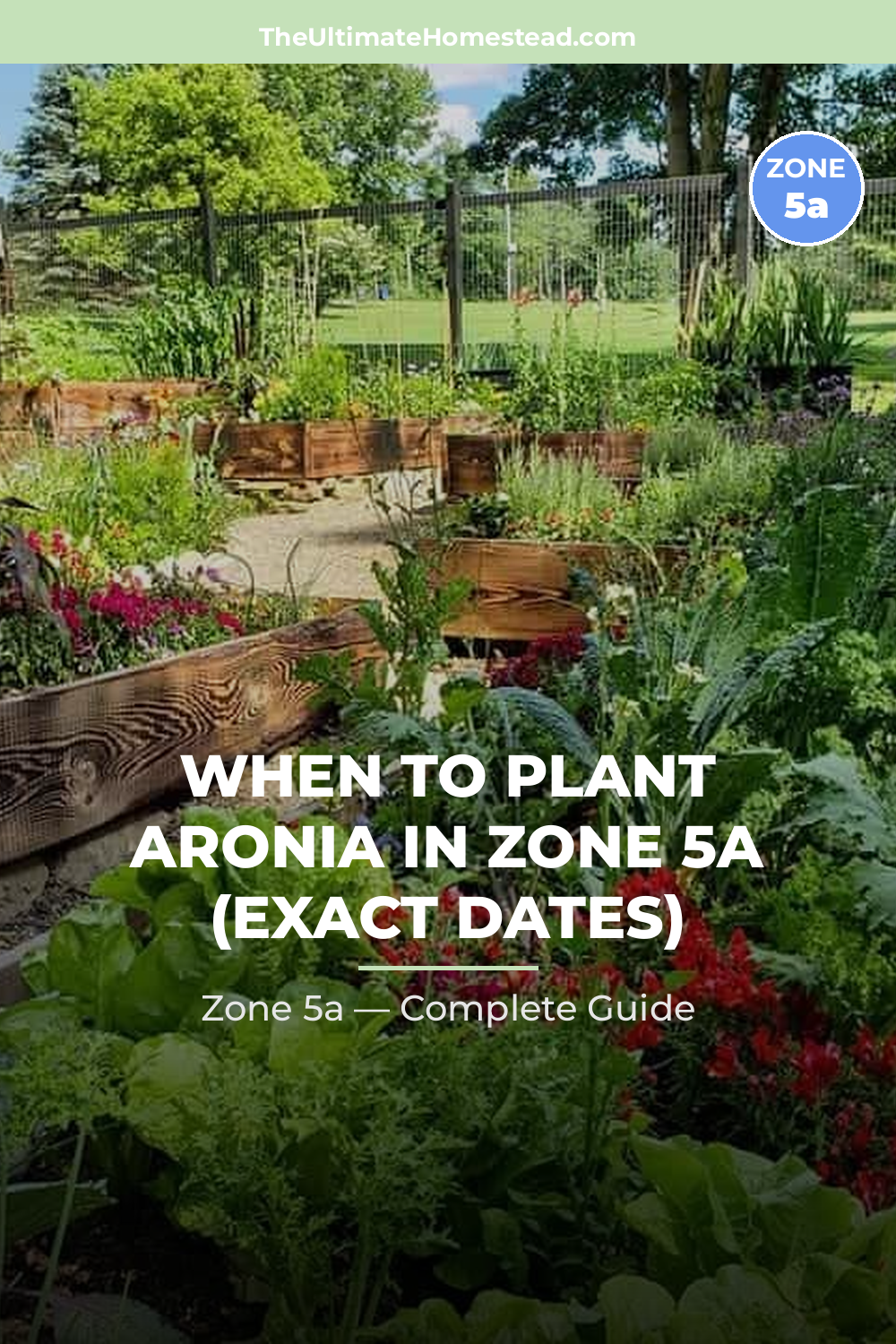 When to Plant Aronia in Zone 5a