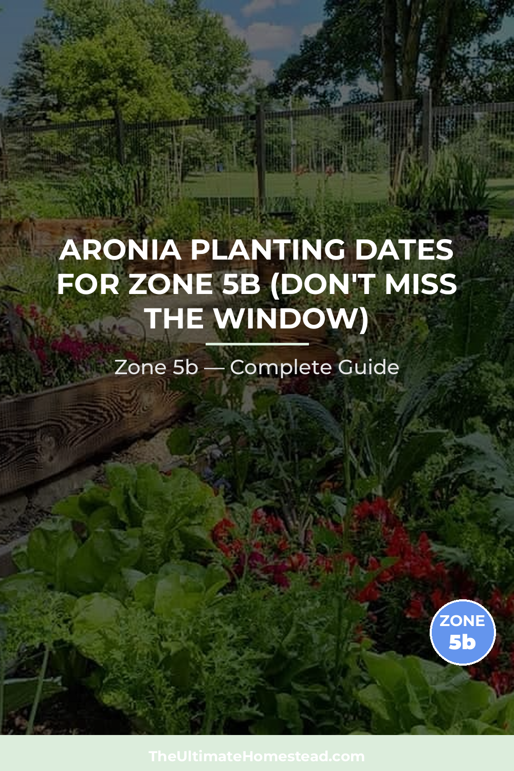 When to Plant Aronia in Zone 5b