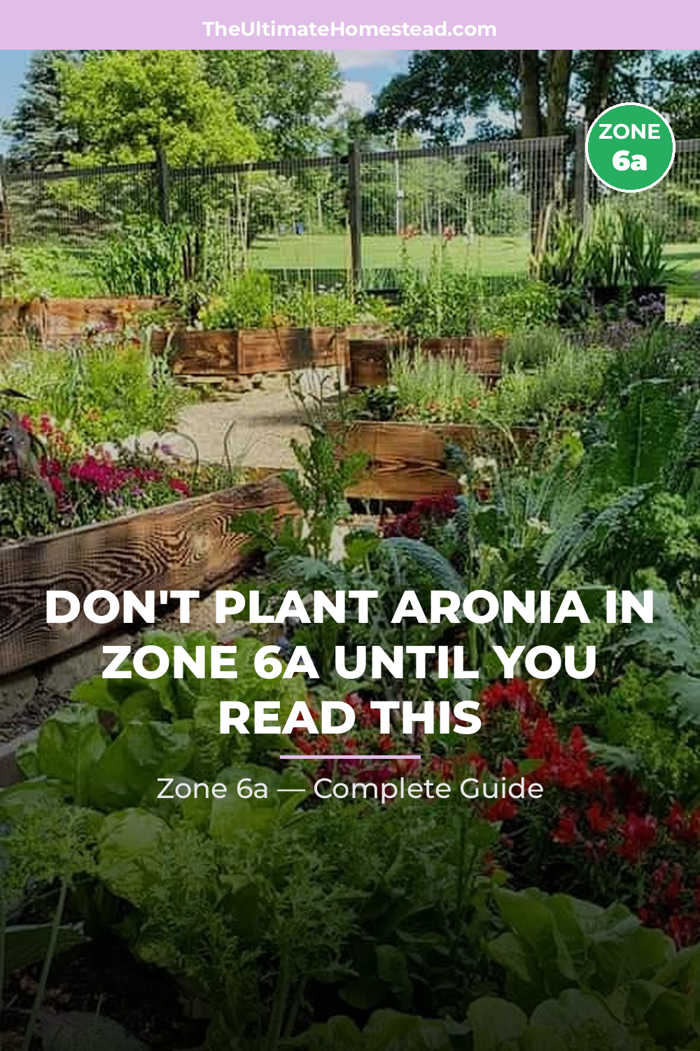 When to Plant Aronia in Zone 6a