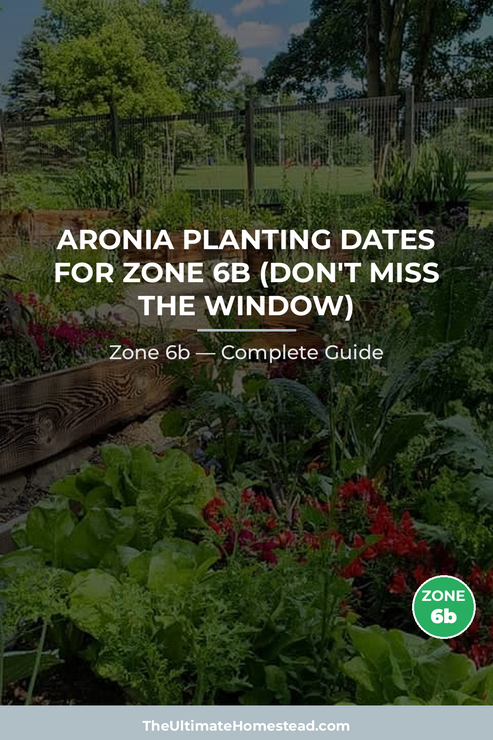 When to Plant Aronia in Zone 6b