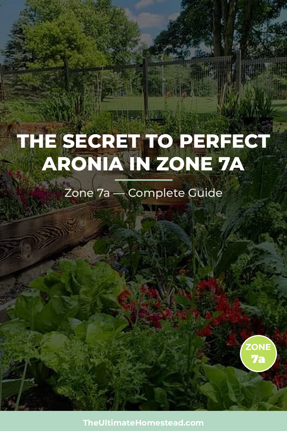 When to Plant Aronia in Zone 7a