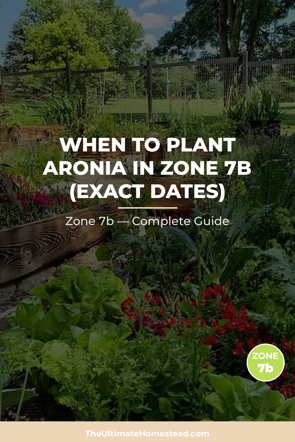 When to Plant Aronia in Zone 7b