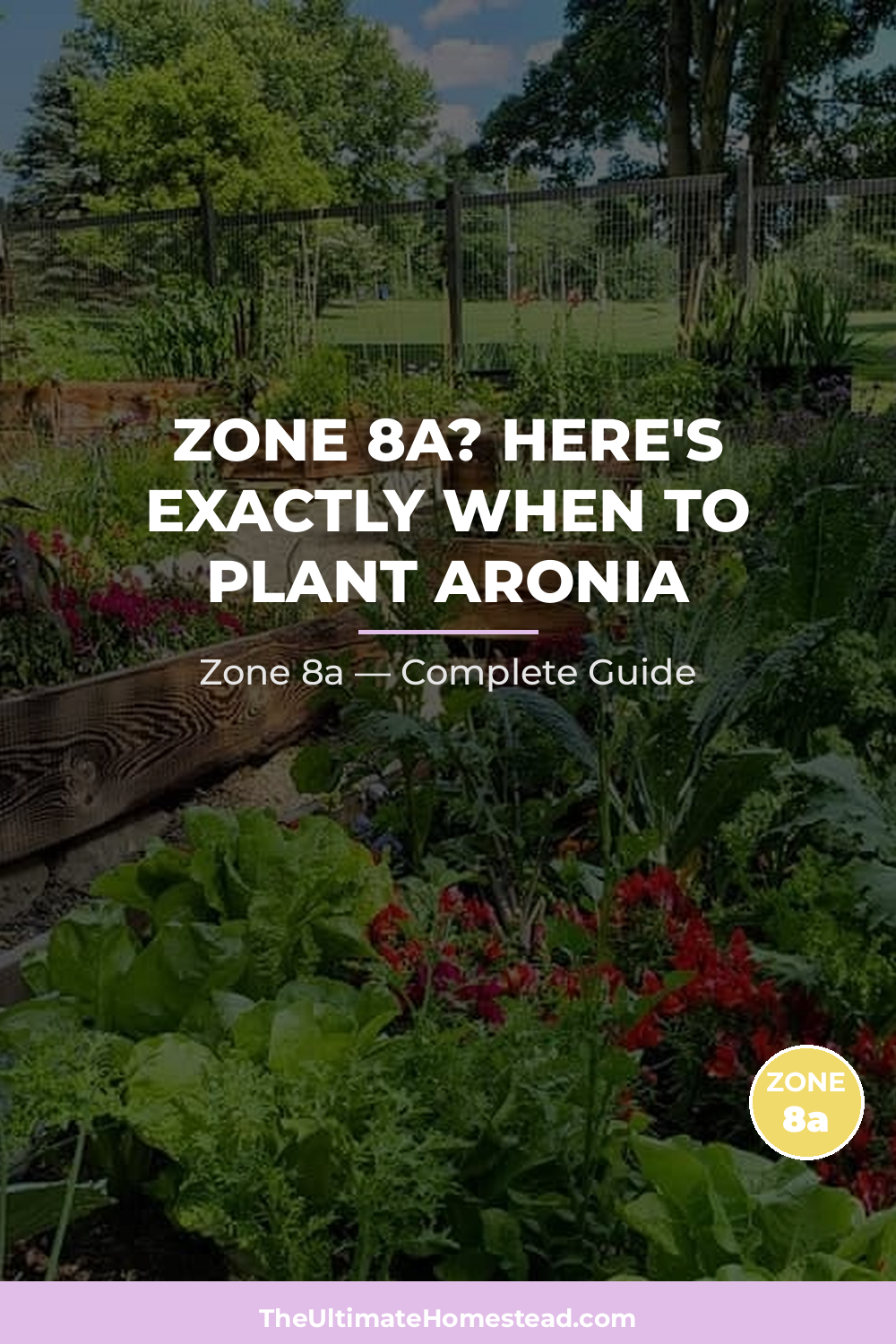 When to Plant Aronia in Zone 8a