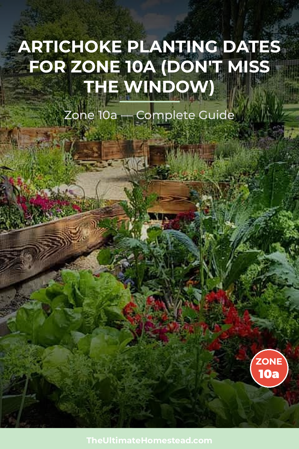 When to Plant Artichoke in Zone 10a