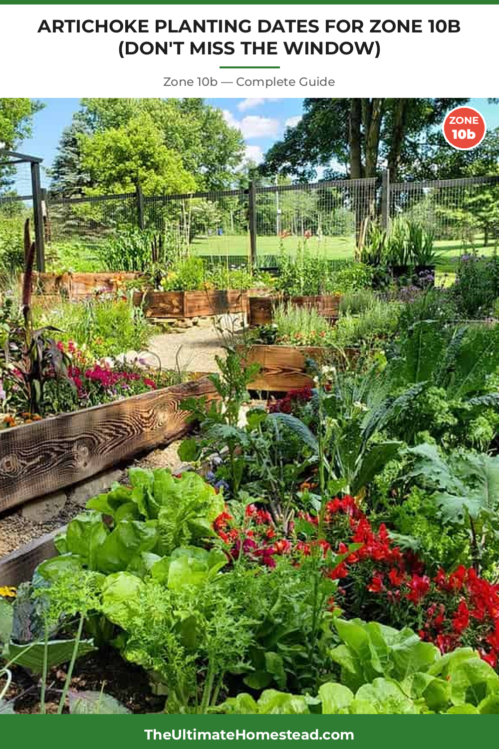 When to Plant Artichoke in Zone 10b