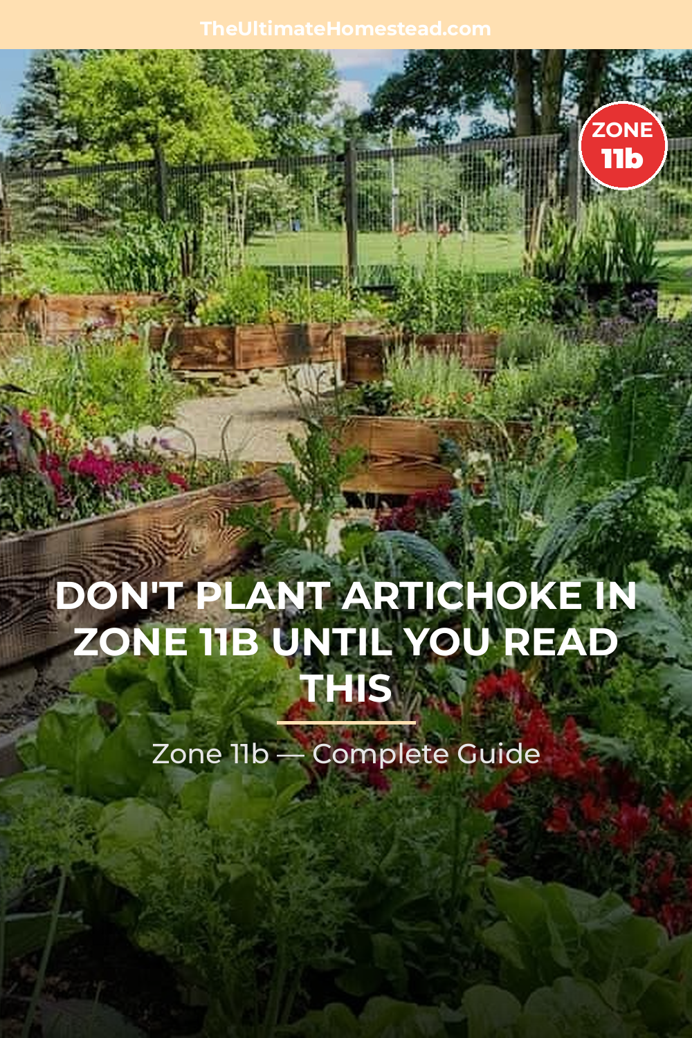 When to Plant Artichoke in Zone 11b