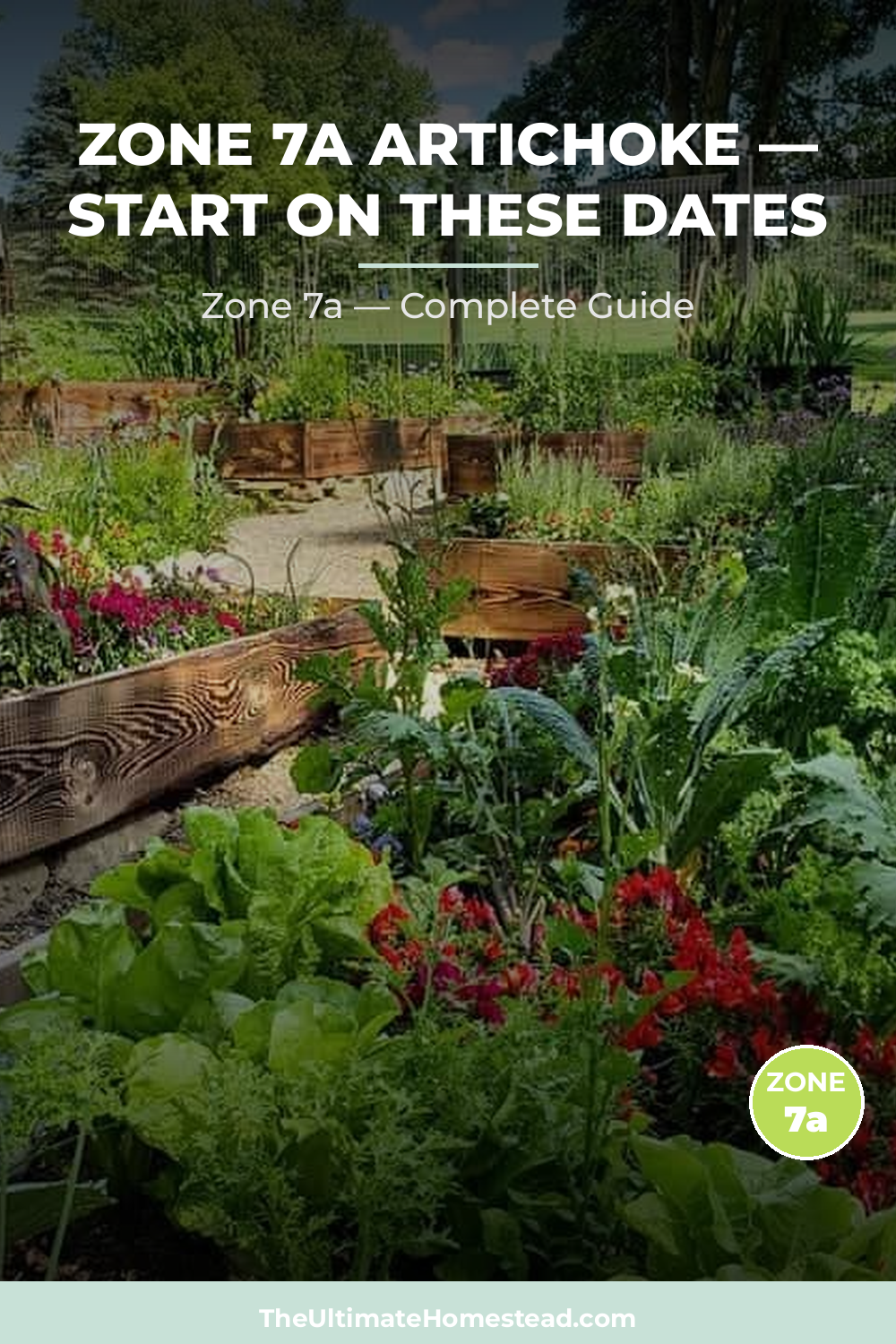 When to Plant Artichoke in Zone 7a