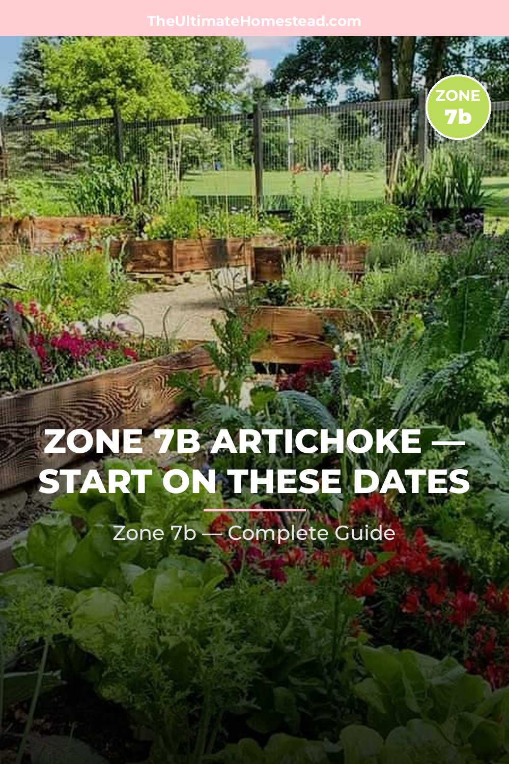 When to Plant Artichoke in Zone 7b