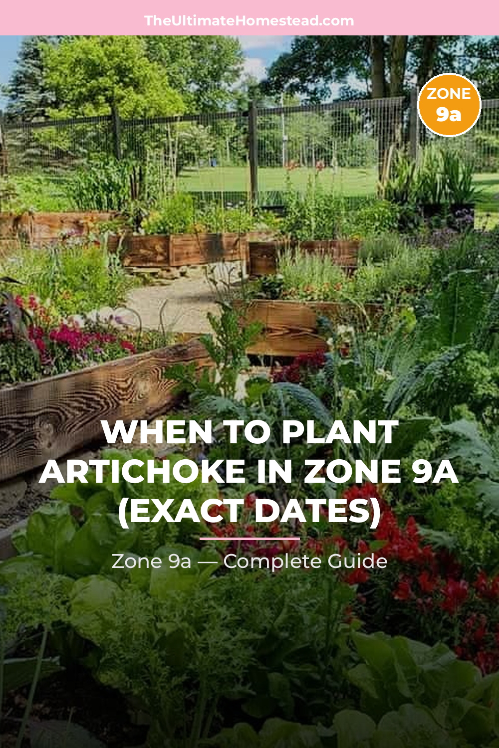 When to Plant Artichoke in Zone 9a