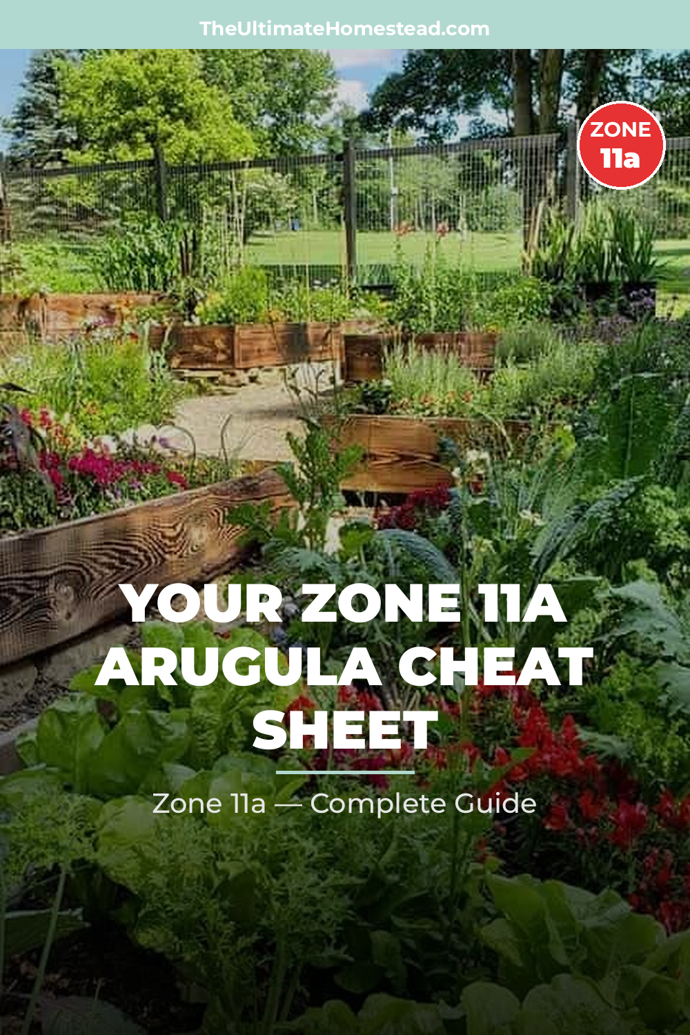 When to Plant Arugula in Zone 11a