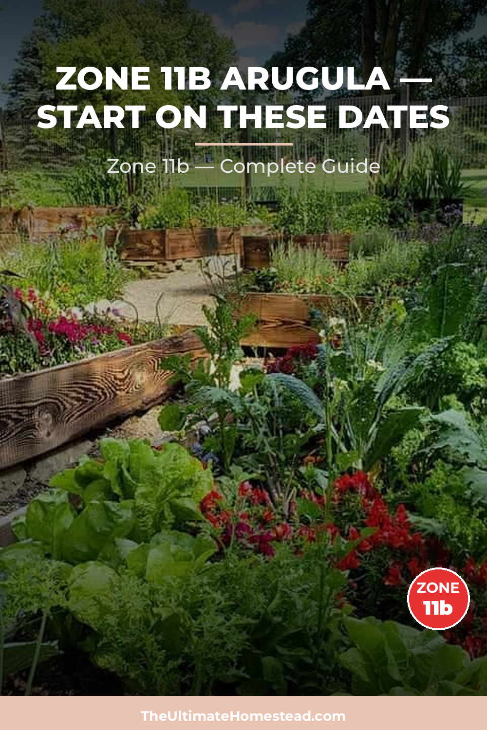 When to Plant Arugula in Zone 11b