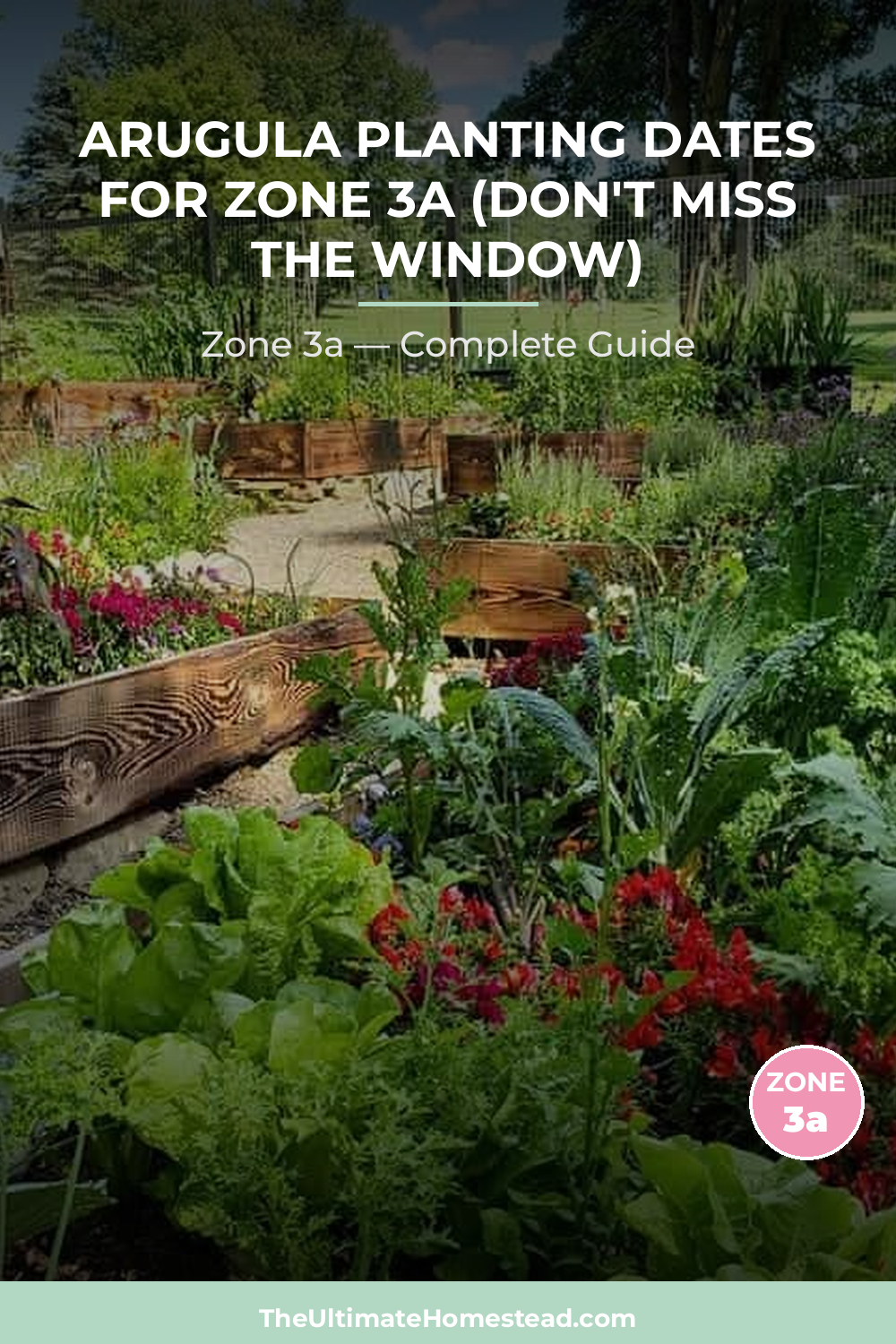 When to Plant Arugula in Zone 3a