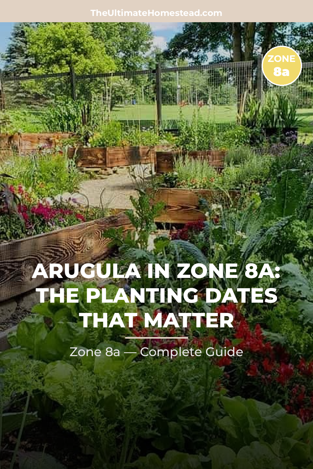 When to Plant Arugula in Zone 8a
