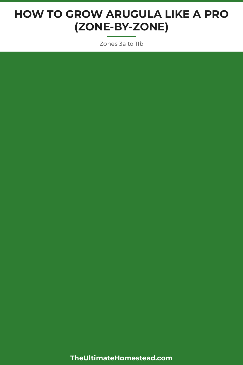 Arugula Planting Guide