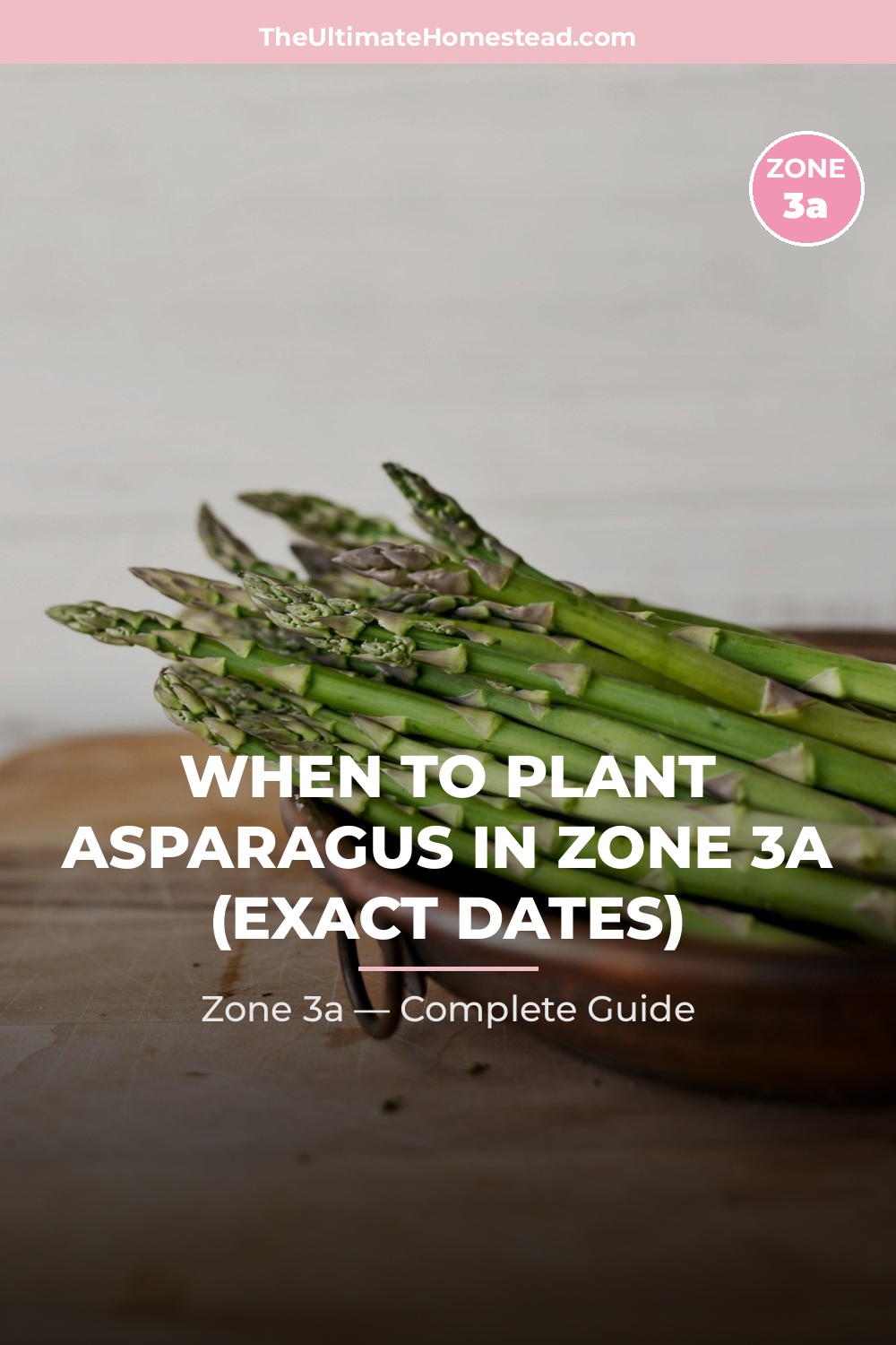 When to Plant Asparagus in Zone 3a