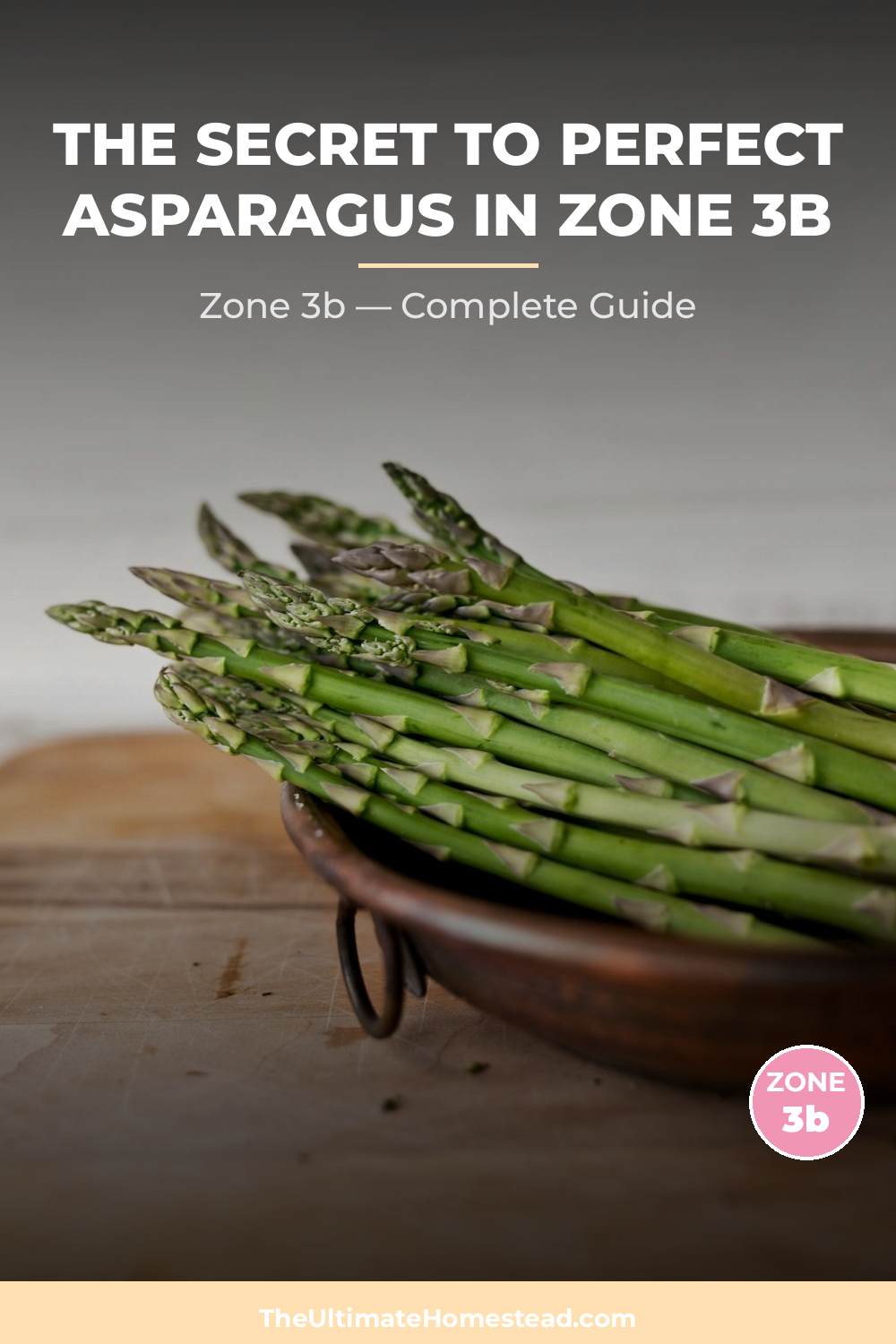 When to Plant Asparagus in Zone 3b