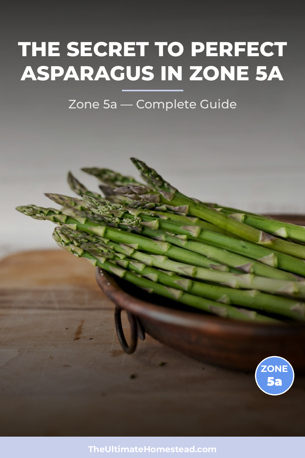 When to Plant Asparagus in Zone 5a