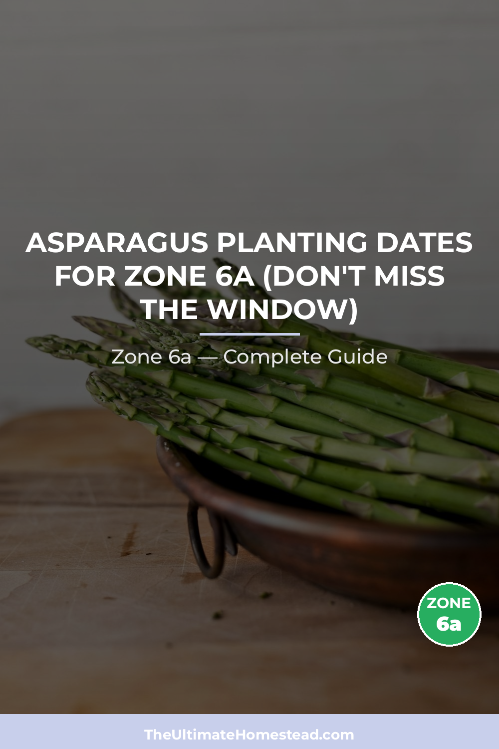 When to Plant Asparagus in Zone 6a