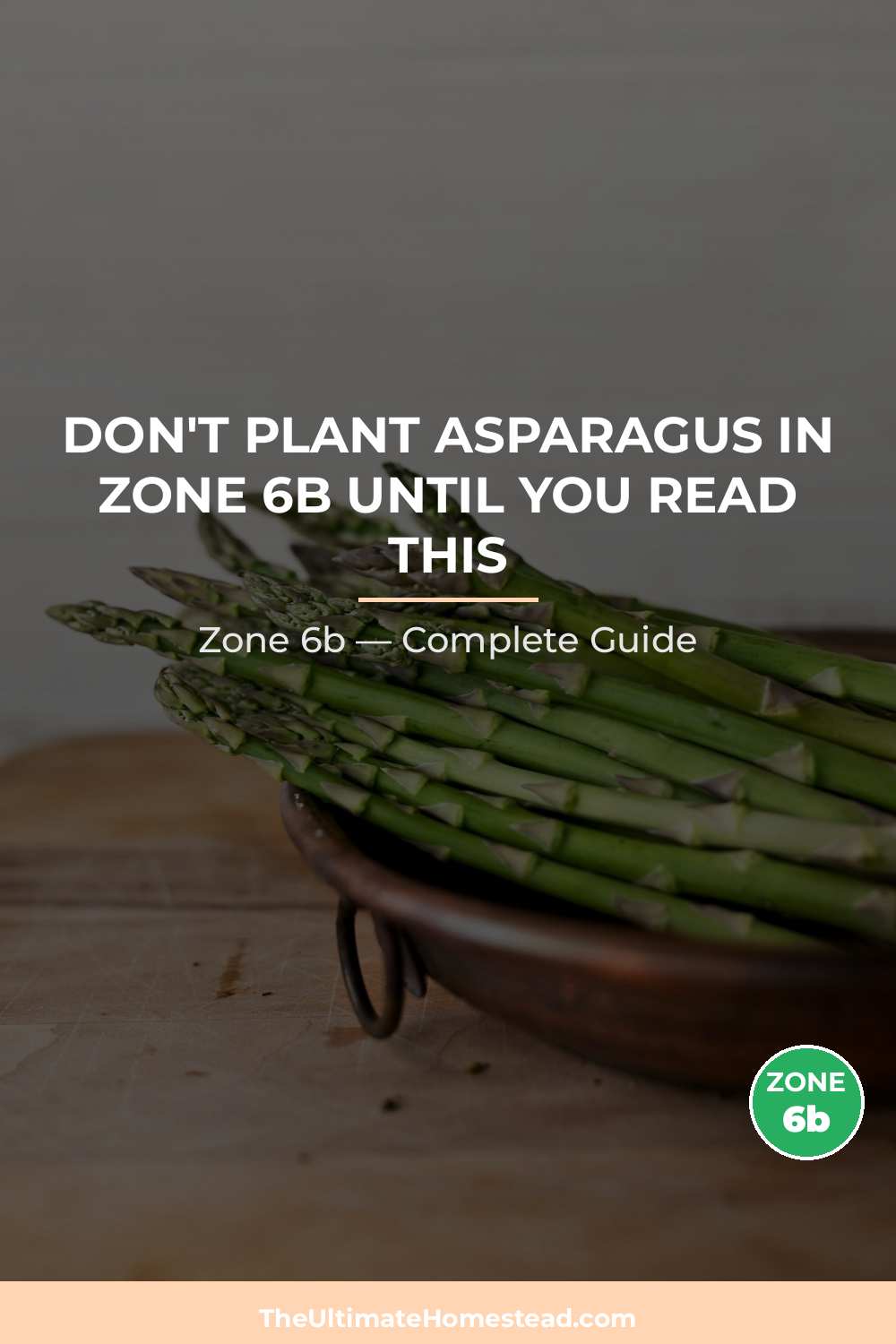 When to Plant Asparagus in Zone 6b