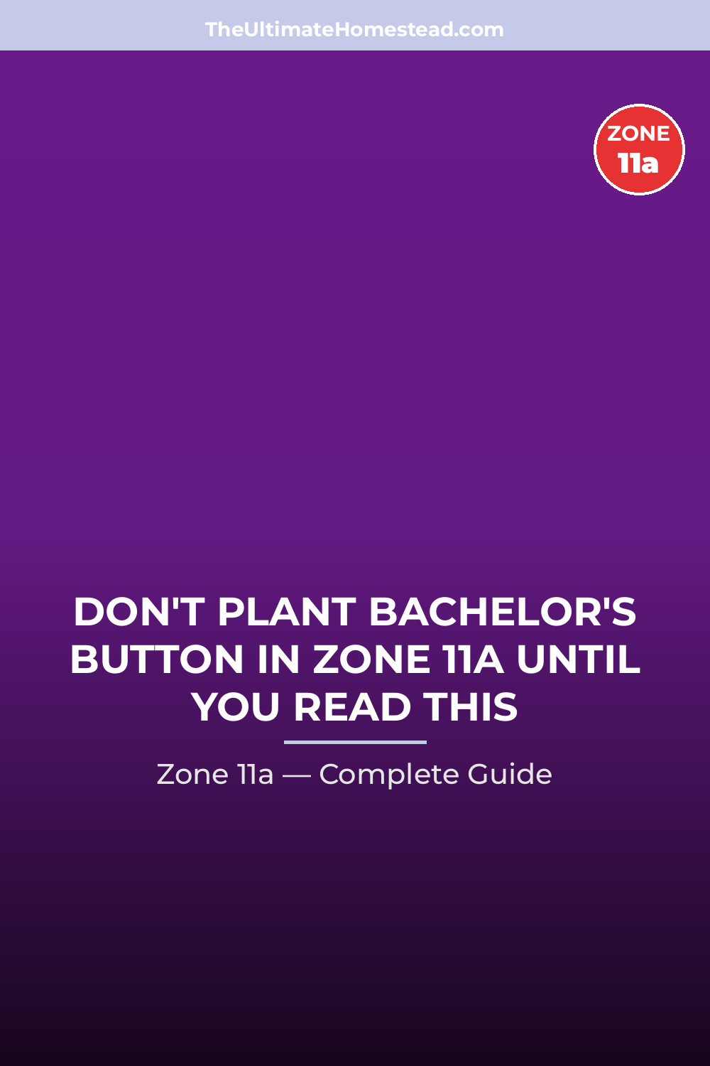 When to Plant Bachelor's Button in Zone 11a