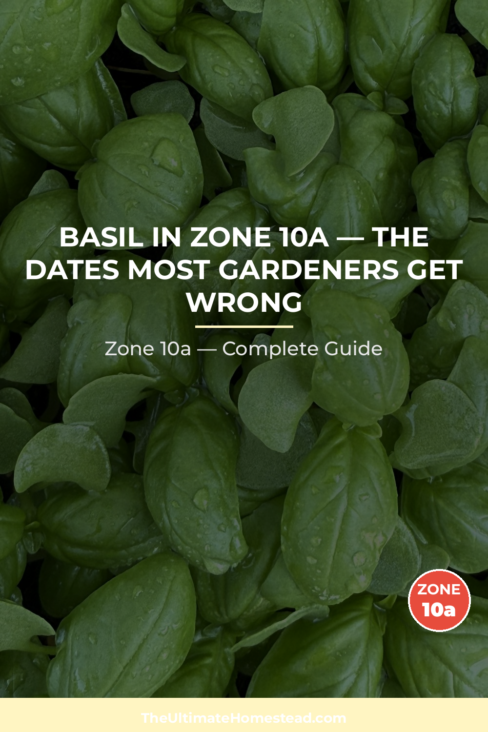 When to Plant Basil in Zone 10a