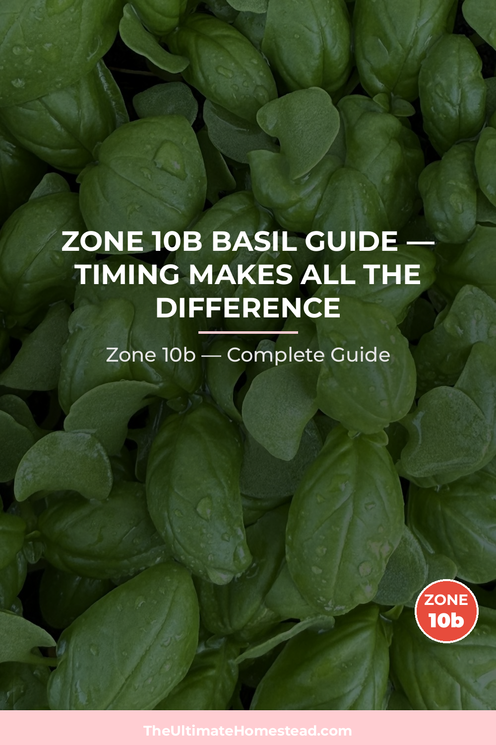 When to Plant Basil in Zone 10b