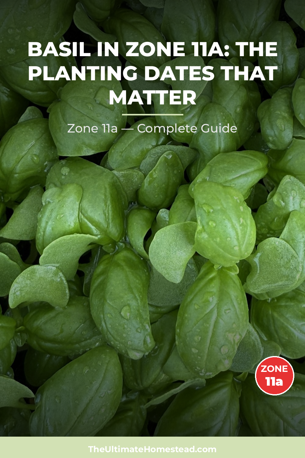 When to Plant Basil in Zone 11a