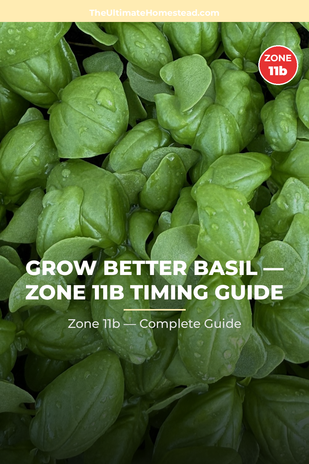 When to Plant Basil in Zone 11b