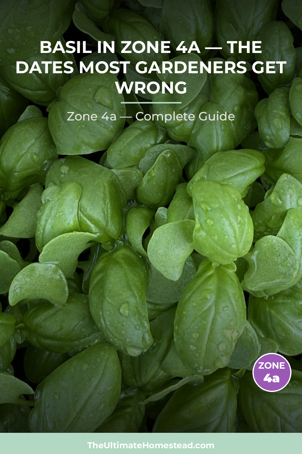 When to Plant Basil in Zone 4a