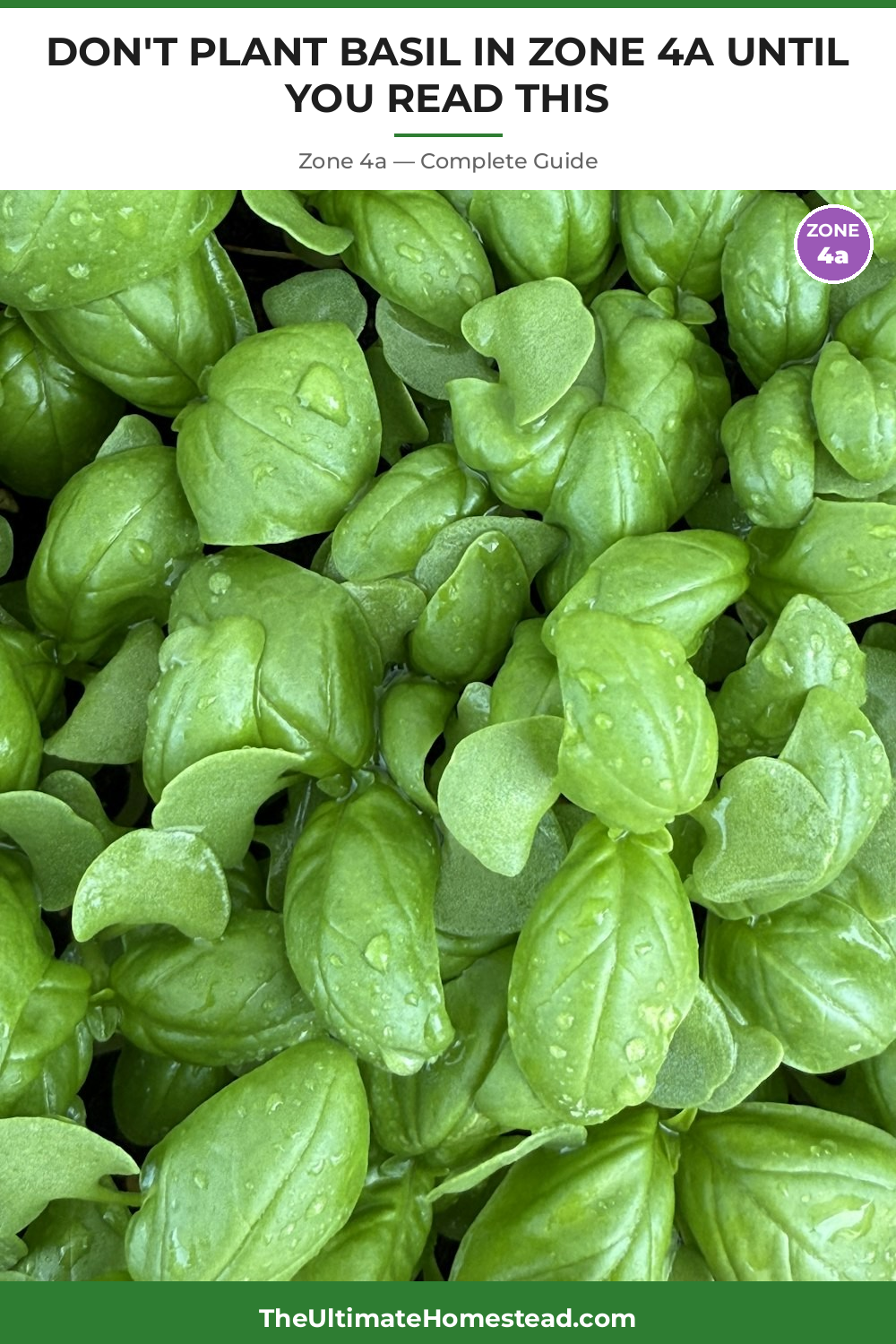 When to Plant Basil in Zone 4a