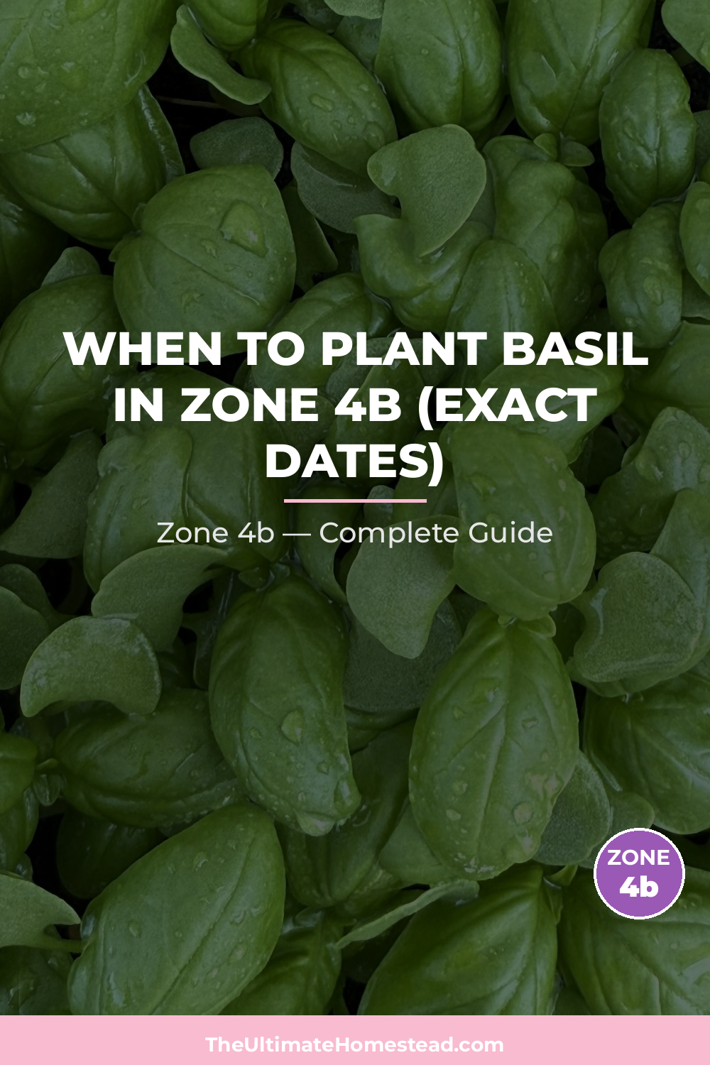When to Plant Basil in Zone 4b