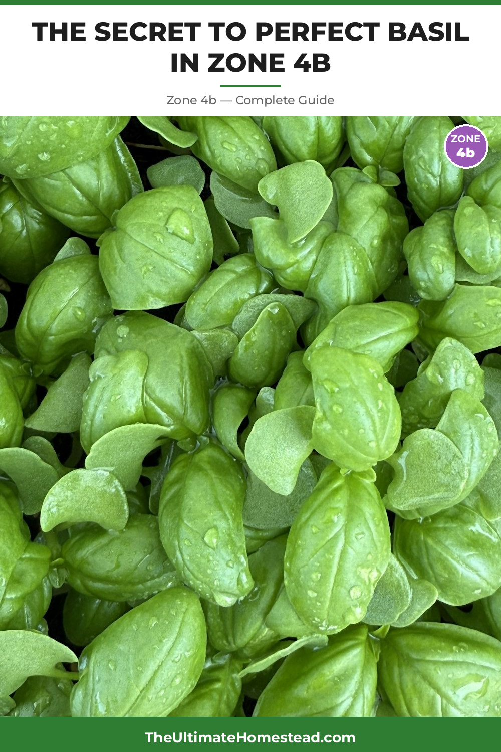 When to Plant Basil in Zone 4b