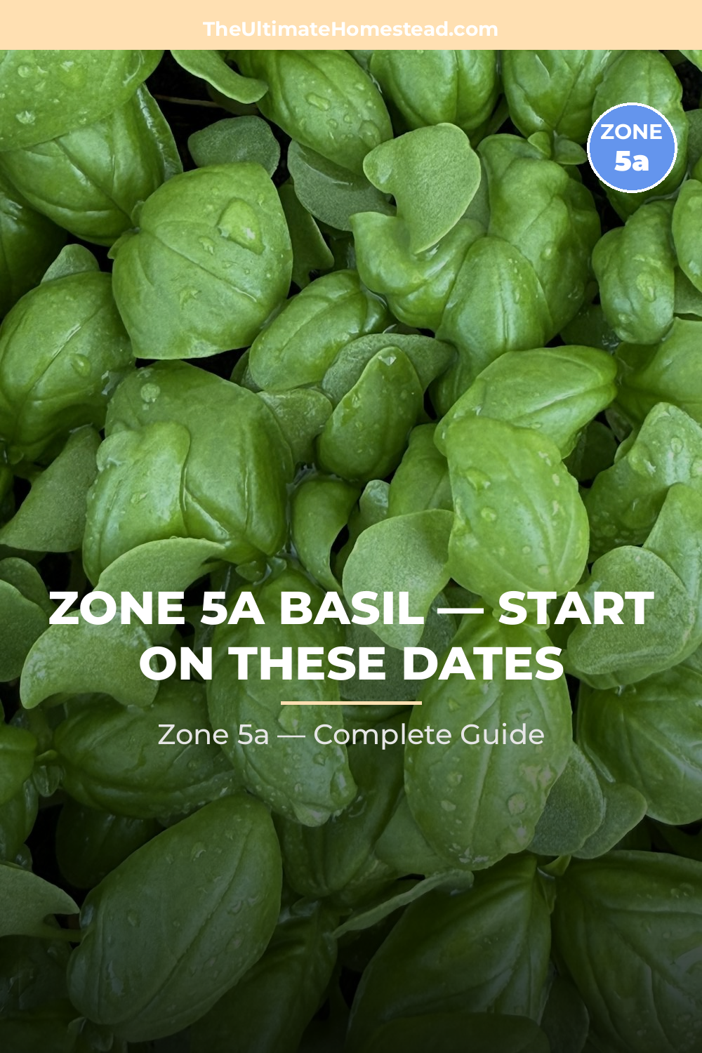 When to Plant Basil in Zone 5a