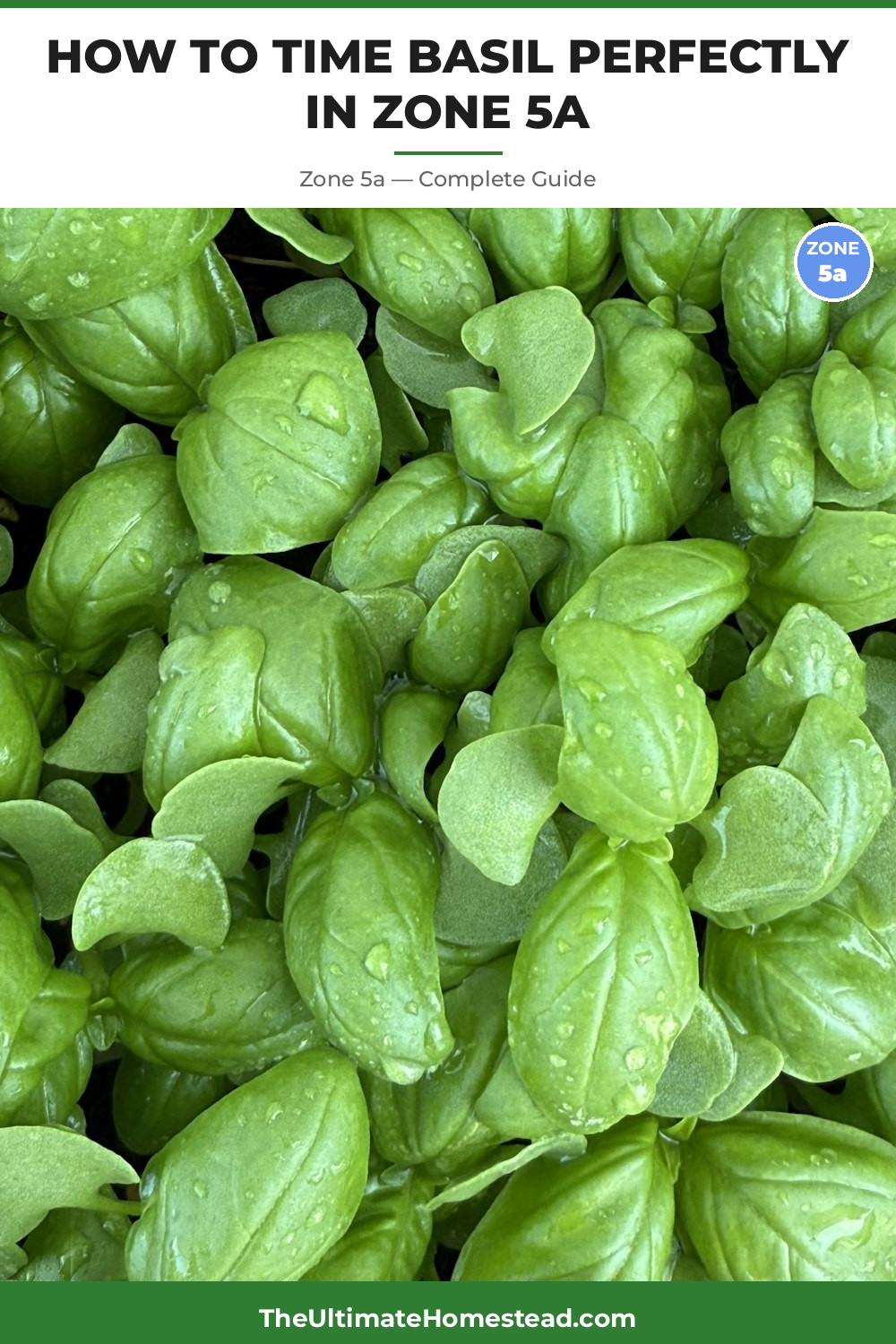 When to Plant Basil in Zone 5a