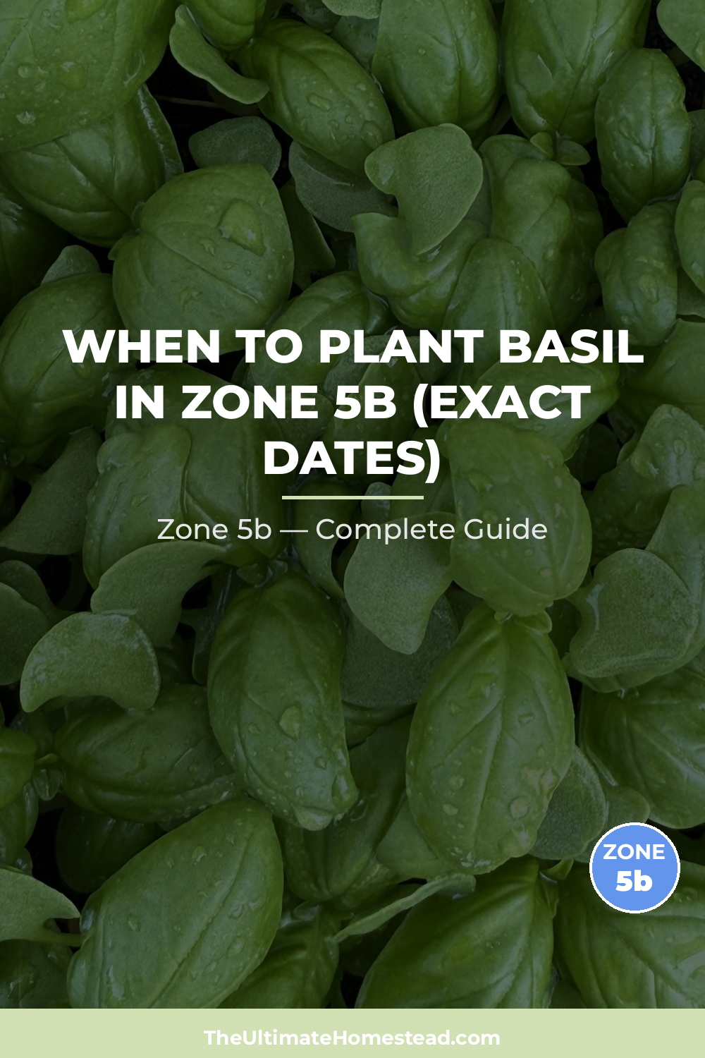 When to Plant Basil in Zone 5b