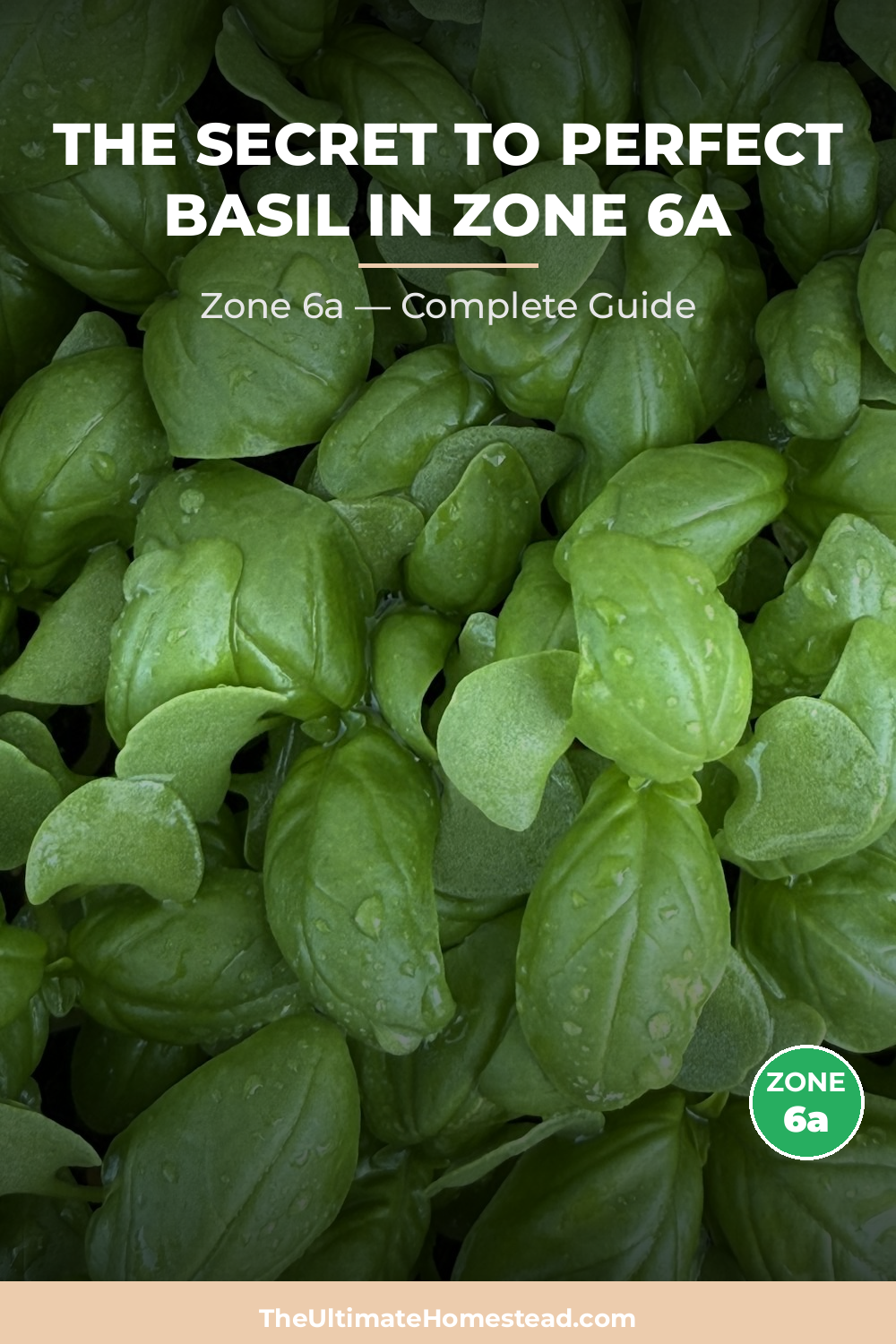 When to Plant Basil in Zone 6a