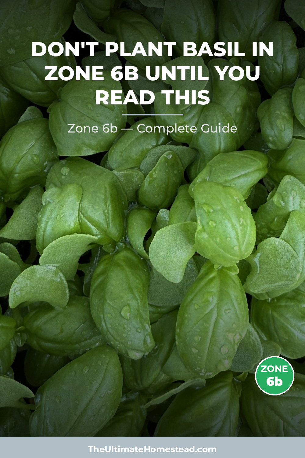 When to Plant Basil in Zone 6b