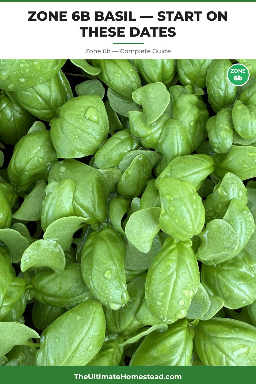 When to Plant Basil in Zone 6b