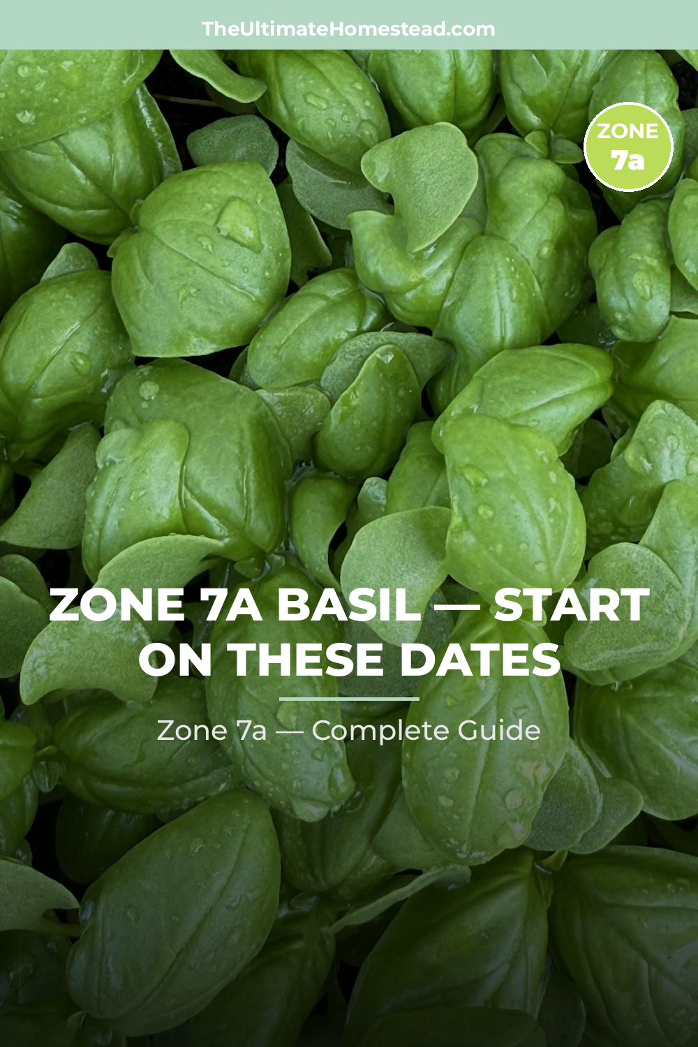 When to Plant Basil in Zone 7a