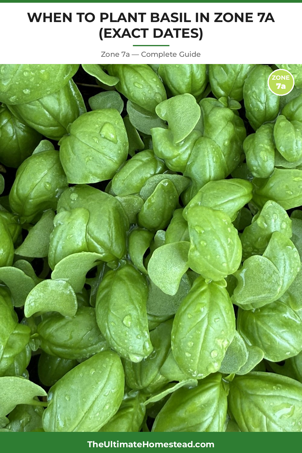 When to Plant Basil in Zone 7a