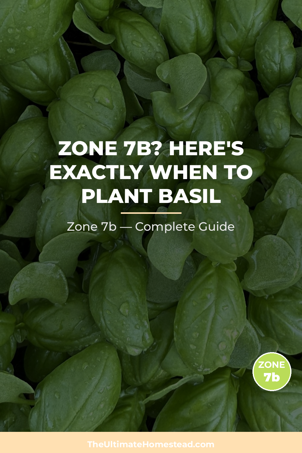 When to Plant Basil in Zone 7b